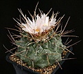 Нажмите на изображение для увеличения.

Название:	Thelocactus_multicephalus_IMG_6244.jpg
Просмотров:	280
Размер:	125.8 Кб
ID:	330425