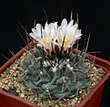 Нажмите на изображение для увеличения.

Название:	Thelocactus_rinconensis_IMG_0368.jpg
Просмотров:	275
Размер:	142.0 Кб
ID:	330426