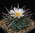 Нажмите на изображение для увеличения.

Название:	Thelocactus_rinconensis_IMG_0408.jpg
Просмотров:	277
Размер:	130.5 Кб
ID:	330427