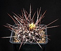 Нажмите на изображение для увеличения.

Название:	Thelocactus_tulensis_HK362_IMG_0420.jpg
Просмотров:	311
Размер:	129.2 Кб
ID:	330428