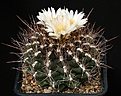 Нажмите на изображение для увеличения.

Название:	Thelocactus_tulensis_IMG_1806.jpg
Просмотров:	298
Размер:	131.9 Кб
ID:	330429