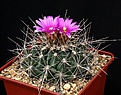 Нажмите на изображение для увеличения.

Название:	Thelocactus_tulensis_ssp_matudae_IMG_0412.jpg
Просмотров:	279
Размер:	164.3 Кб
ID:	330430