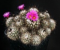 Нажмите на изображение для увеличения.

Название:	TurbinicarpusGymnocactus_viereckii_IMG_7889.jpg
Просмотров:	283
Размер:	225.7 Кб
ID:	330431