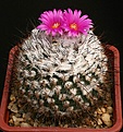 Нажмите на изображение для увеличения.

Название:	TurbinicarpusGymnocactus_viereckii_Lau1159_IMG_6582.jpg
Просмотров:	309
Размер:	169.5 Кб
ID:	330432