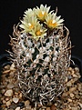 Нажмите на изображение для увеличения.

Название:	Turbinicarpus_schmiedickeanus_ssp_flaviflorus_IMG_4155.jpg
Просмотров:	304
Размер:	127.5 Кб
ID:	330434