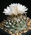 Нажмите на изображение для увеличения.

Название:	Turbinicarpus_schwarzii_IMG_4522.jpg
Просмотров:	303
Размер:	112.9 Кб
ID:	330435