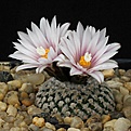 Нажмите на изображение для увеличения.

Название:	Turbinicarpus_valdezianus_IMG_9825.jpg
Просмотров:	303
Размер:	117.4 Кб
ID:	330436