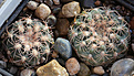 Нажмите на изображение для увеличения.

Название:	Gymnocalycium_amoenum_VG1077.jpg
Просмотров:	227
Размер:	236.6 Кб
ID:	330441