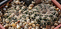 Нажмите на изображение для увеличения.

Название:	Gymnocalycium_calohlorum_LB1357.jpg
Просмотров:	224
Размер:	218.0 Кб
ID:	330442