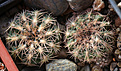 Нажмите на изображение для увеличения.

Название:	Gymnocalycium_parvulum_huethnerii_VG542jpg.jpg
Просмотров:	227
Размер:	209.1 Кб
ID:	330443