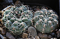 Нажмите на изображение для увеличения.

Название:	Gymnocalycium_gaponii_GN01-851a-14203.jpg
Просмотров:	187
Размер:	201.1 Кб
ID:	330450