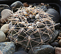 Нажмите на изображение для увеличения.

Название:	Gymnocalycium_poeshlii_LB326.jpg
Просмотров:	224
Размер:	203.9 Кб
ID:	330451