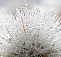 Нажмите на изображение для увеличения.

Название:	Echinocereus_nivosus.jpg
Просмотров:	142
Размер:	211.1 Кб
ID:	330459