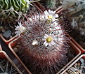 Нажмите на изображение для увеличения.

Название:	Mammillaria_moelleriana.jpg
Просмотров:	161
Размер:	262.1 Кб
ID:	330471