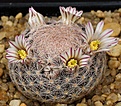 Нажмите на изображение для увеличения.

Название:	Mammillaria_lasiacantha_SB64_IMG_9747.jpg
Просмотров:	145
Размер:	158.1 Кб
ID:	330472