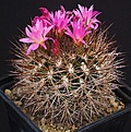 Нажмите на изображение для увеличения.

Название:	EriosyceNeochilenia_senilis_multicolor_IMG_9753.jpg
Просмотров:	142
Размер:	150.0 Кб
ID:	330473