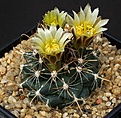 Нажмите на изображение для увеличения.

Название:	Ancistrocactus_tobuschii_SB987_IMG_9799.jpg
Просмотров:	154
Размер:	133.7 Кб
ID:	330475
