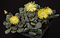 Нажмите на изображение для увеличения.

Название:	Aloinopsis_luckhoffii_villetii_IMG_9815.jpg
Просмотров:	171
Размер:	166.2 Кб
ID:	330479