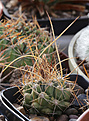 Нажмите на изображение для увеличения.

Название:	Thelocactus_tulensis_ssp.kupsakii1.jpg
Просмотров:	148
Размер:	209.2 Кб
ID:	330483