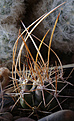 Нажмите на изображение для увеличения.

Название:	Thelocactus_tulensis_ssp.kupsakii.jpg
Просмотров:	152
Размер:	189.3 Кб
ID:	330484