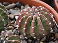 Нажмите на изображение для увеличения.

Название:	Echinopsis_subdenudata_L943.jpg
Просмотров:	150
Размер:	219.2 Кб
ID:	330497