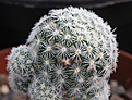 Нажмите на изображение для увеличения.

Название:	Mammillaria_giselae.jpg
Просмотров:	150
Размер:	217.5 Кб
ID:	330500