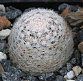 Нажмите на изображение для увеличения.

Название:	Mammillaria_lasiacantha_SB255.jpg
Просмотров:	159
Размер:	205.2 Кб
ID:	330501