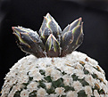 Нажмите на изображение для увеличения.

Название:	Turbinicarpus_valdezianus.jpg
Просмотров:	144
Размер:	159.9 Кб
ID:	330502