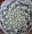Нажмите на изображение для увеличения.

Название:	Mammillaria_giselae_.jpg
Просмотров:	154
Размер:	219.7 Кб
ID:	330503