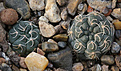 Нажмите на изображение для увеличения.

Название:	Gymnocalycium_uebelmannianum_VG669.jpg
Просмотров:	219
Размер:	207.0 Кб
ID:	330510