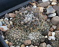 Нажмите на изображение для увеличения.

Название:	Copiapoa_humilis_FR464.jpg
Просмотров:	139
Размер:	215.5 Кб
ID:	330511