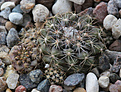 Нажмите на изображение для увеличения.

Название:	Copiapoa_paposoensis_FR1148.jpg
Просмотров:	142
Размер:	246.2 Кб
ID:	330512