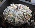 Нажмите на изображение для увеличения.

Название:	Pelecyphora_asseliformis.jpg
Просмотров:	148
Размер:	200.5 Кб
ID:	330513