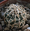 Нажмите на изображение для увеличения.

Название:	Pediocactus_peeblesianus.jpg
Просмотров:	144
Размер:	215.1 Кб
ID:	330515