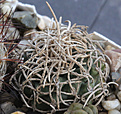 Нажмите на изображение для увеличения.

Название:	Pediocactus_peeblesianus_f.menzeli.jpg
Просмотров:	137
Размер:	227.5 Кб
ID:	330516