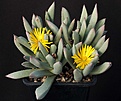 Нажмите на изображение для увеличения.

Название:	Schwantesia_pillansii_IMG_9833.jpg
Просмотров:	184
Размер:	95.1 Кб
ID:	330525