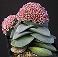 Нажмите на изображение для увеличения.

Название:	Crassula_cv_MorgansBeauty_IMG_9859.jpg
Просмотров:	283
Размер:	119.9 Кб
ID:	330529