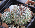 Нажмите на изображение для увеличения.

Название:	Pediocactus_simpsonii_SB586.jpg
Просмотров:	137
Размер:	211.5 Кб
ID:	330532