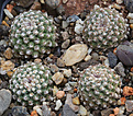 Нажмите на изображение для увеличения.

Название:	Pediocactus_knowltonii_SB304.jpg
Просмотров:	138
Размер:	225.5 Кб
ID:	330533