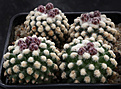 Нажмите на изображение для увеличения.

Название:	Pediocactus_knowltonii_SB304+.jpg
Просмотров:	145
Размер:	251.2 Кб
ID:	330536