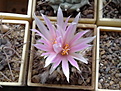 Нажмите на изображение для увеличения.

Название:	Turbinicarpus_laui.jpg
Просмотров:	165
Размер:	165.3 Кб
ID:	330540