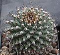 Нажмите на изображение для увеличения.

Название:	Turbinicarpus_alonsoi.jpg
Просмотров:	150
Размер:	192.9 Кб
ID:	330541