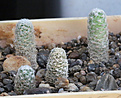 Нажмите на изображение для увеличения.

Название:	Pediocactus_despanii.jpg
Просмотров:	146
Размер:	246.0 Кб
ID:	330544