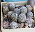 Нажмите на изображение для увеличения.

Название:	Pediocactus_simpsonii.jpg
Просмотров:	143
Размер:	226.6 Кб
ID:	330546