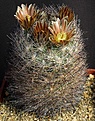 Нажмите на изображение для увеличения.

Название:	Echinomastus_unguispinus_mapimiensis_IMG_9882.jpg
Просмотров:	164
Размер:	146.1 Кб
ID:	330550