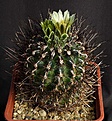 Нажмите на изображение для увеличения.

Название:	Ancistrocactus_scheeri_SB263_IMG_9887.jpg
Просмотров:	185
Размер:	140.4 Кб
ID:	330551