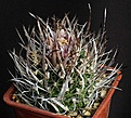 Нажмите на изображение для увеличения.

Название:	Stenocactus_cf_phyllacanthus_IMG_9896.jpg
Просмотров:	177
Размер:	148.2 Кб
ID:	330552