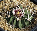 Нажмите на изображение для увеличения.

Название:	Stenocactus_coptonogonus_IMG_9899.jpg
Просмотров:	174
Размер:	140.2 Кб
ID:	330553
