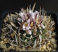 Нажмите на изображение для увеличения.

Название:	Stenocactus_cf_phyllacanthus_IMG_9904.jpg
Просмотров:	166
Размер:	136.8 Кб
ID:	330554