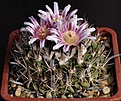 Нажмите на изображение для увеличения.

Название:	Stenocactus_sp_IMG_9915.jpg
Просмотров:	177
Размер:	145.1 Кб
ID:	330555